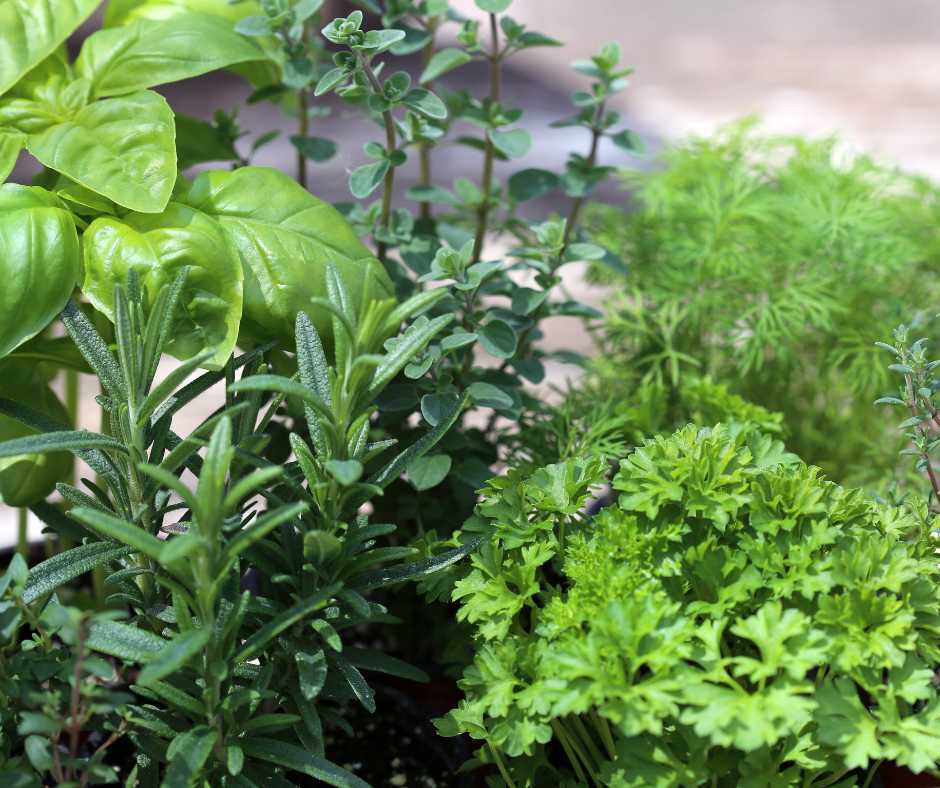 herbs in a garden